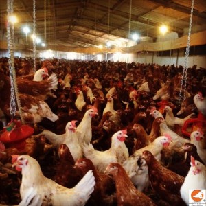 lol-300x300 Hakkımızda